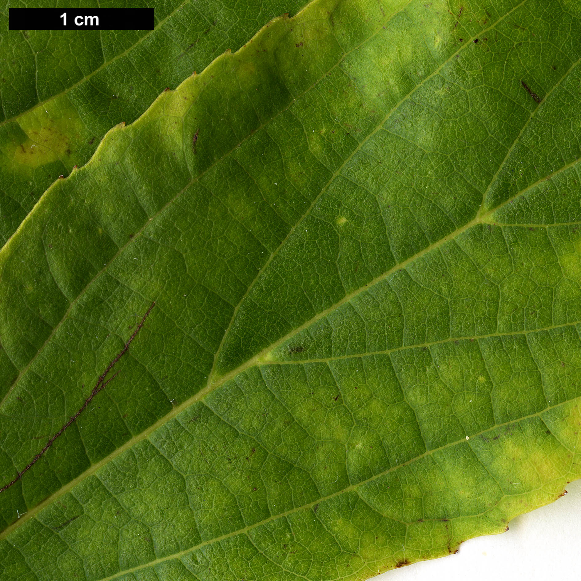 High resolution image: Family: Cannabaceae - Genus: Celtis - Taxon: vandervoetiana